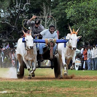 Bullock cart racing