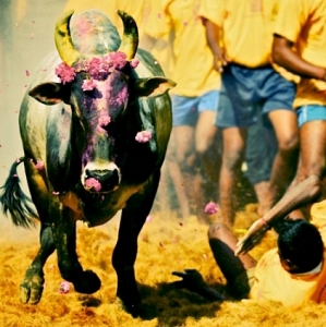 Jallikattu might happen in two days of time