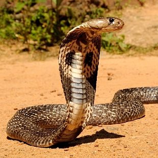 The Spectacled Cobra