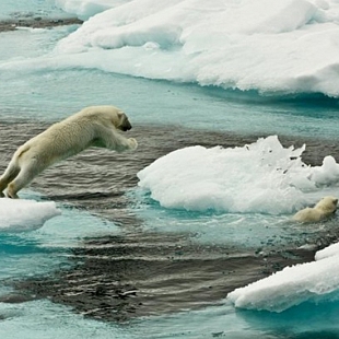 Polar bear overheats