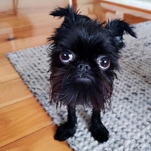 This Ugly/Cute Dog | 10 photos you will NOT believe are real! PART-1